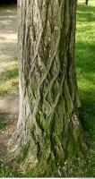 tree bark 0004